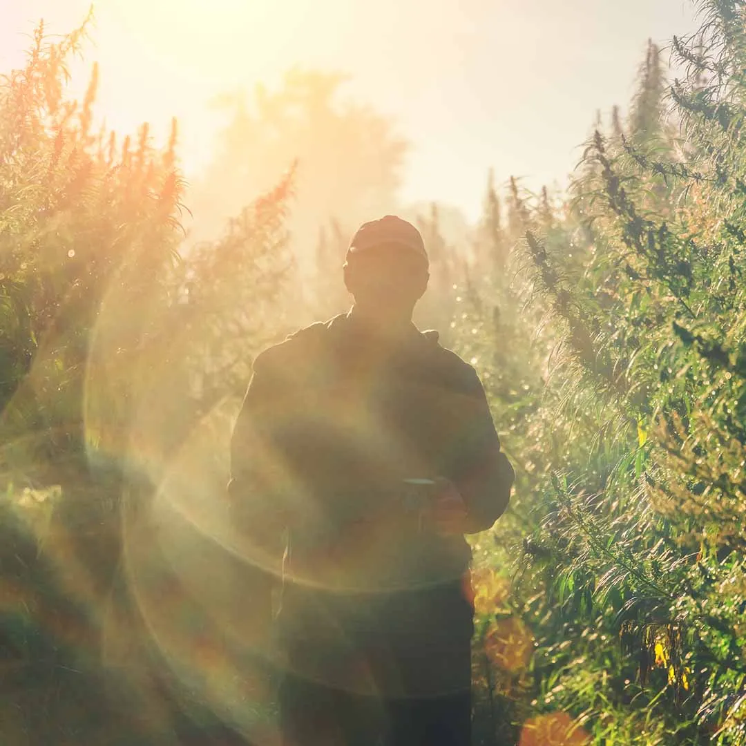 Man walking through a tall field of hemp plants in golden sunlight