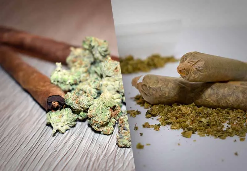 Split image comparing brown cigar-wrapped blunts beside cannabis buds with paper-rolled joints on ground cannabis