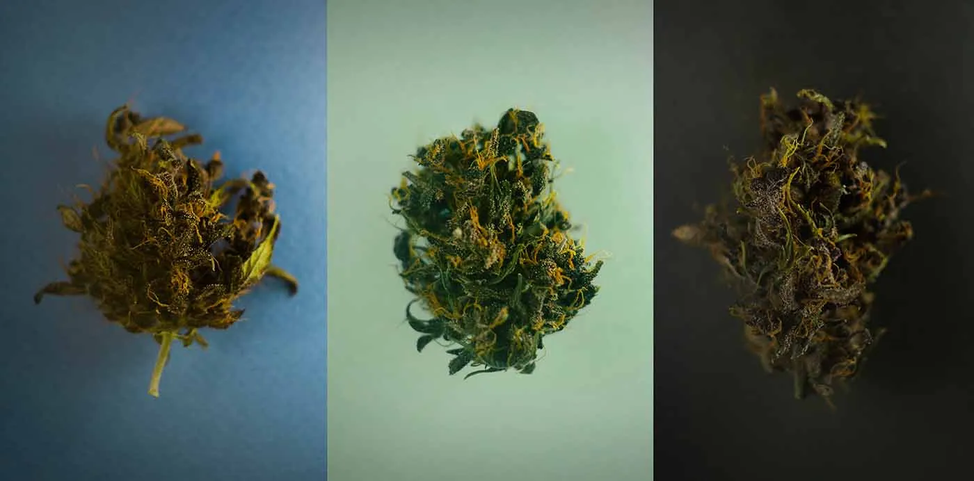 Three different cannabis strains, one dried bud each on blue, mint and black backgrounds