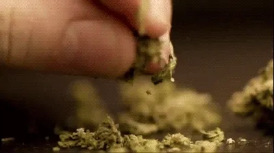 Fingers breaking apart a dried cannabis bud in close-up