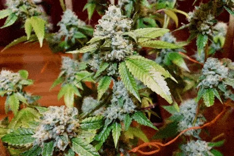 Flowering cannabis plants with frosty buds growing indoors