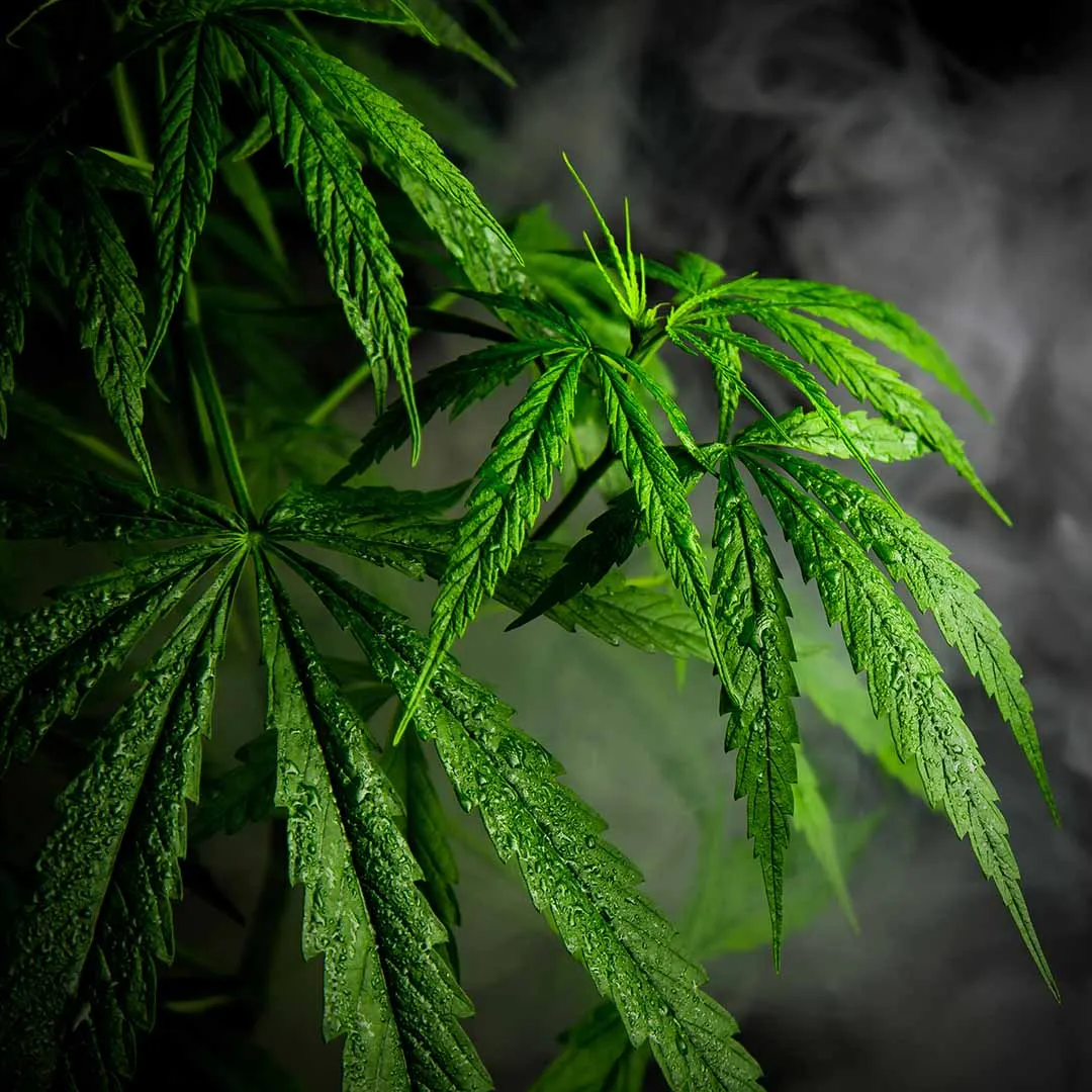 Green cannabis plant leaves against swirling gray smoke