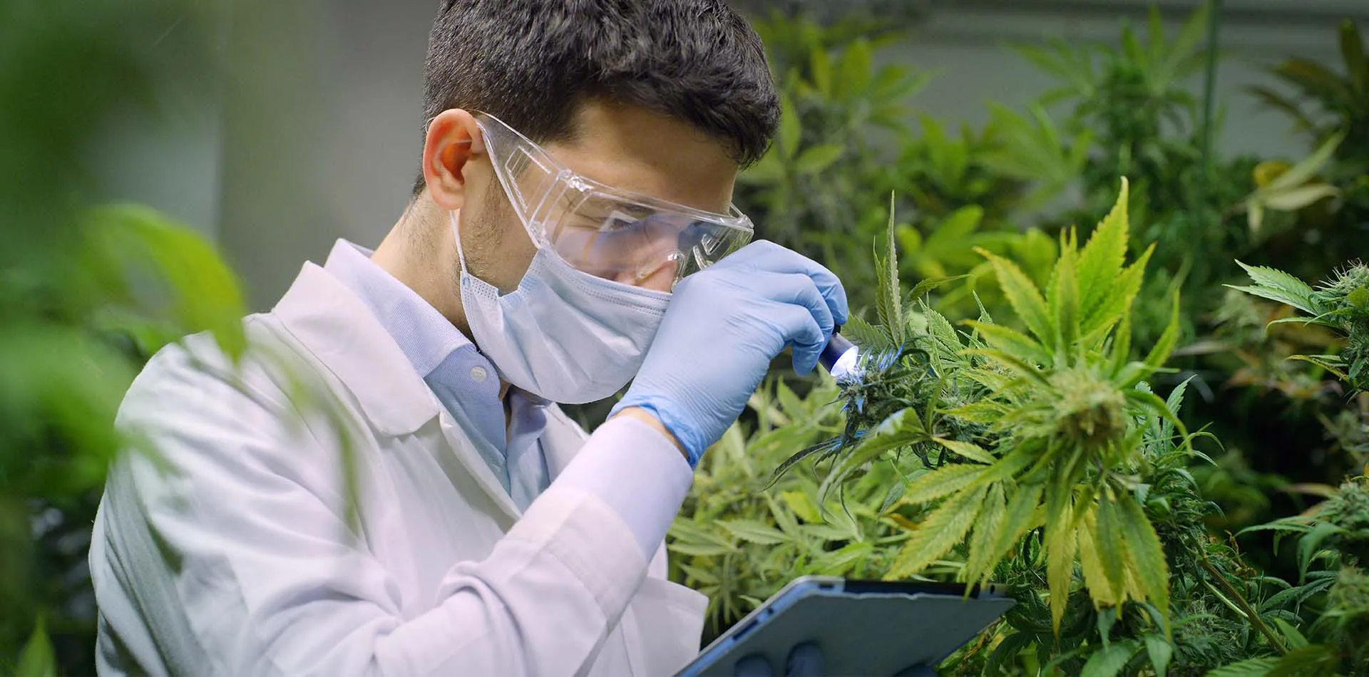 Scientist in a lab coat, mask and safety glasses examining a cannabis plant with a magnifier in a grow room
