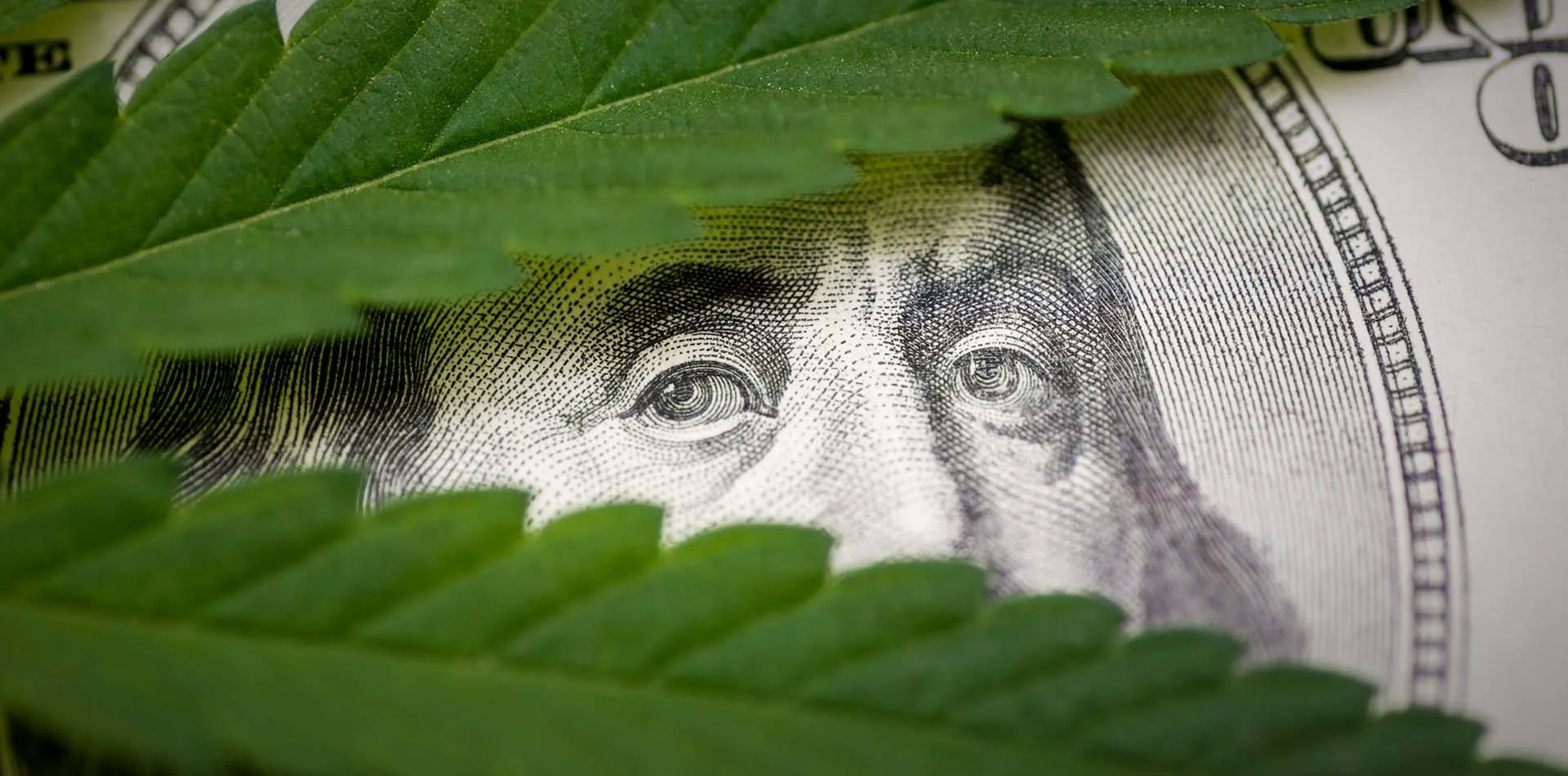 Benjamin Franklin’s face on a hundred-dollar bill peeking through cannabis leaves