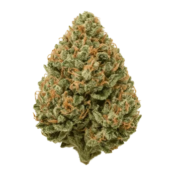 A cannabis flower bud