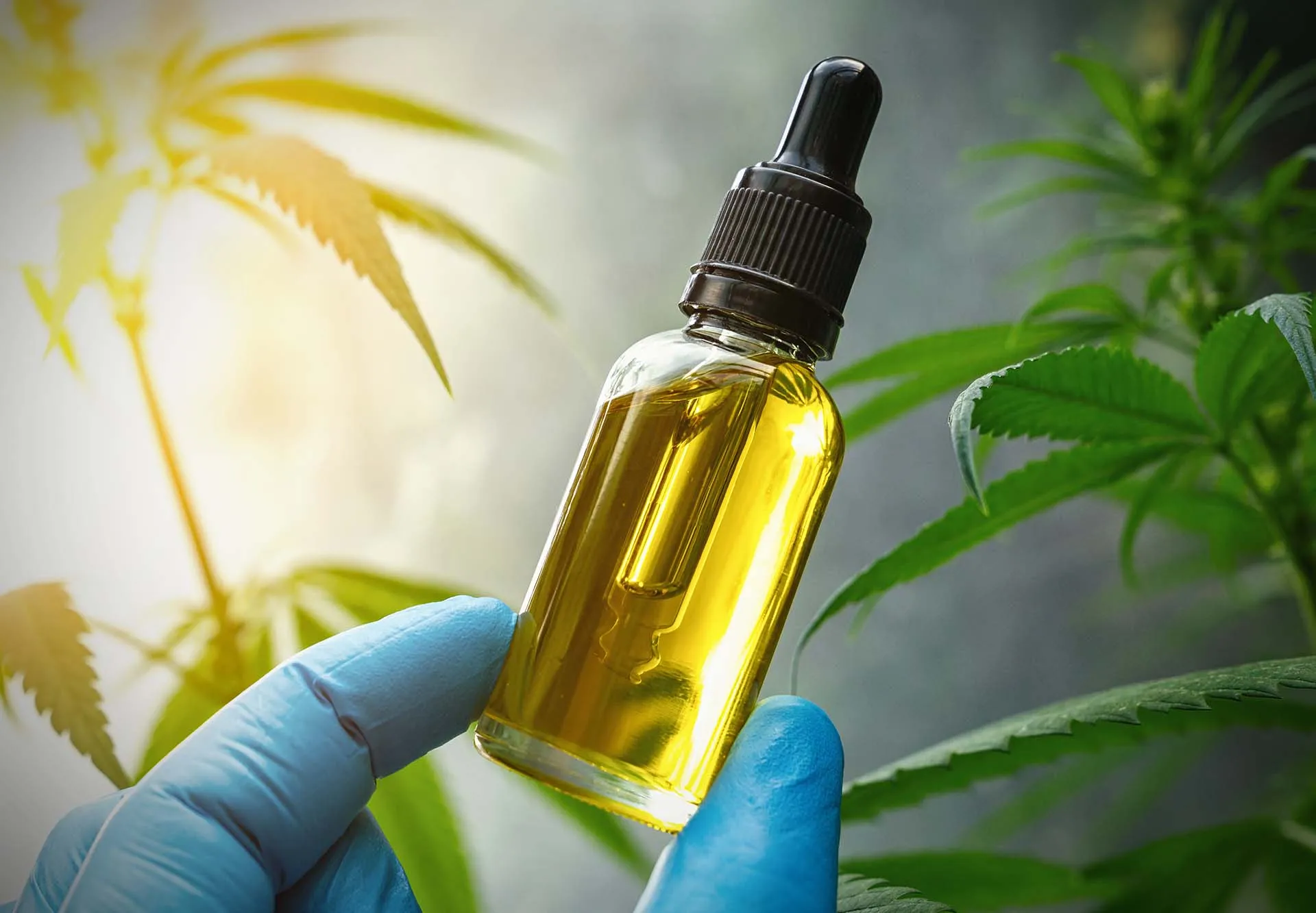 Gloved hand holding an amber dropper bottle of CBD oil in front of green cannabis leaves