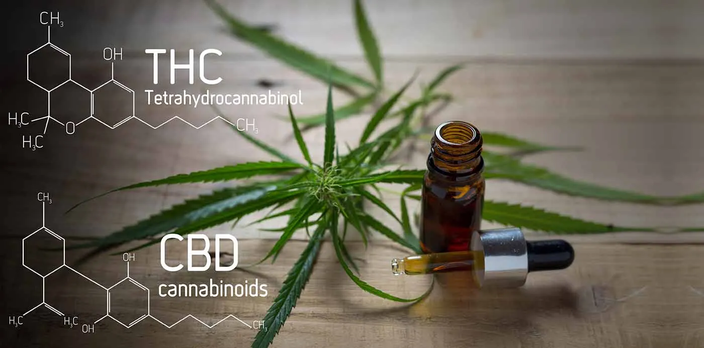 Cannabis leaves and a CBD oil dropper bottle beside THC and CBD molecule diagrams