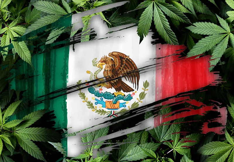Mexican flag painted over a background of cannabis leaves