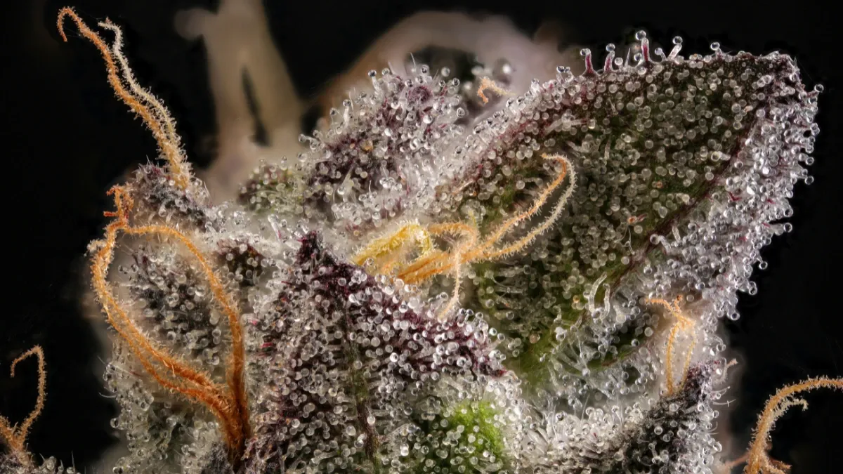Macro close-up of a cannabis bud covered in glistening trichomes with orange pistils