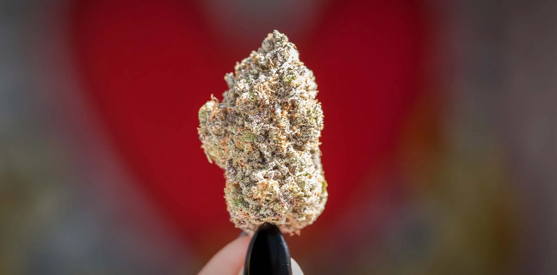 Fingers holding up a single frosty cannabis bud against a red heart background