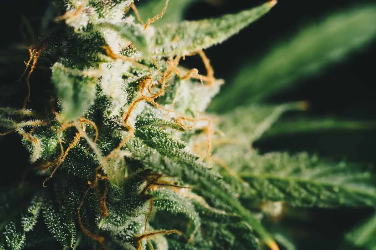 Close-up of a frosty cannabis flower covered in trichomes and orange pistils