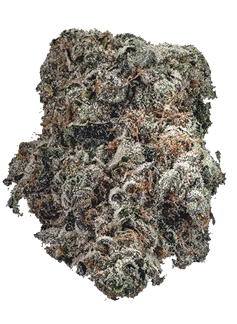 Frosty District Cannabis Gelato Cake flower bud with purple and green hues