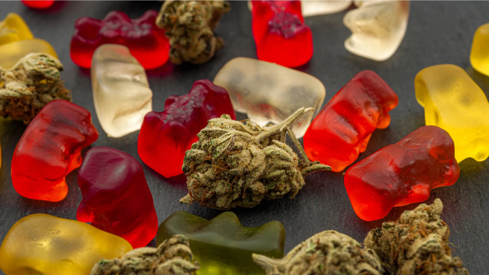Cannabis gummy bears scattered around dried cannabis buds