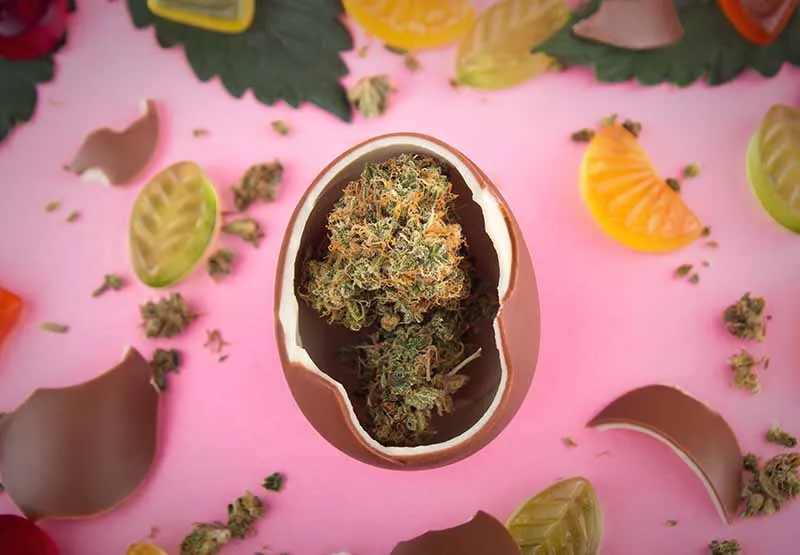 Hollow chocolate egg filled with cannabis buds on a pink background scattered with fruit gummies and chocolate shell pieces