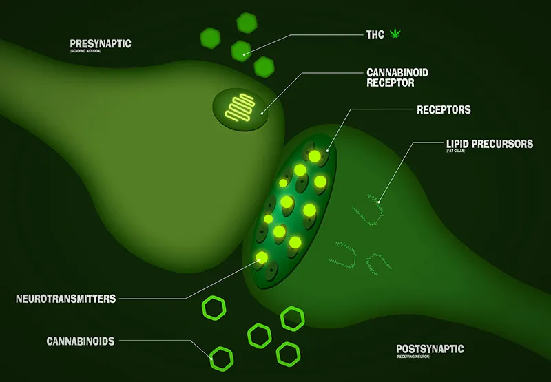 Diagram of THC and cannabinoids binding to cannabinoid receptors between neurons