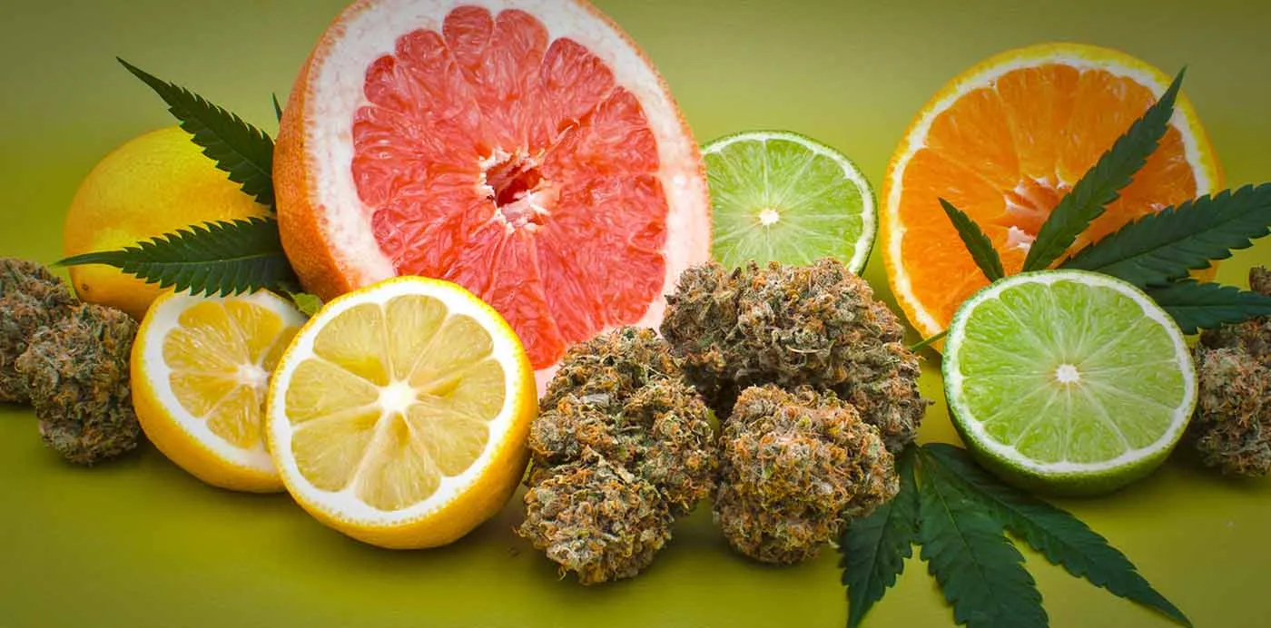Cannabis buds surrounded by sliced grapefruit, orange, lemon and lime, representing fruity strains