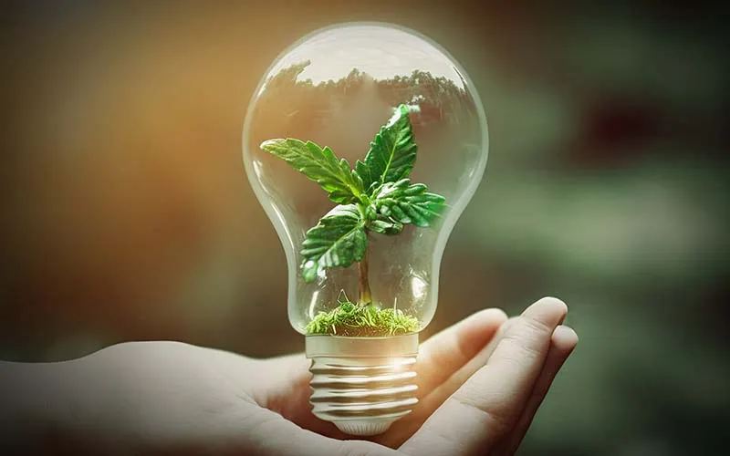 Hand holding a light bulb with a young cannabis plant growing inside