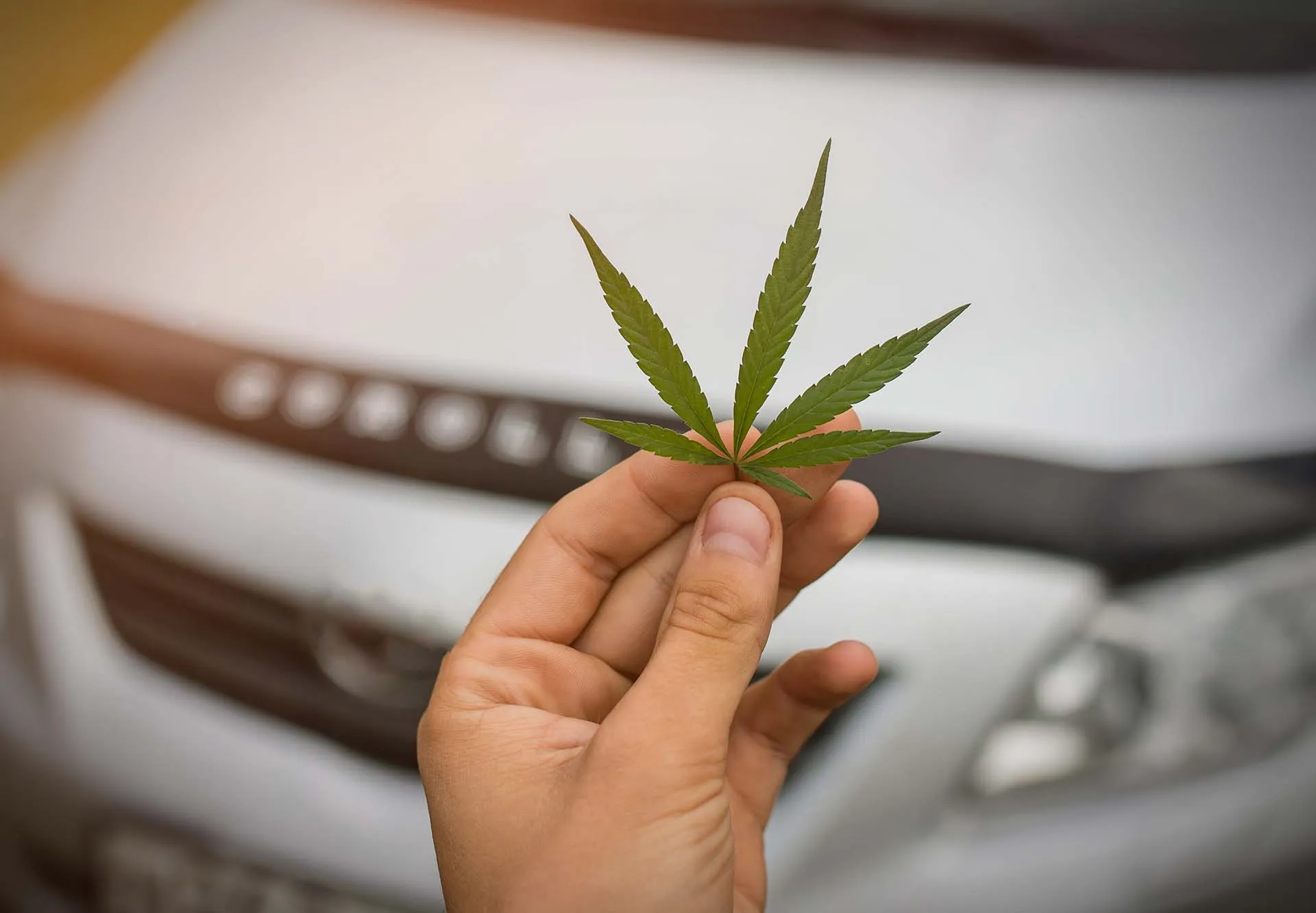Hand holding a hemp leaf in front of a white car, representing hemp biofuel