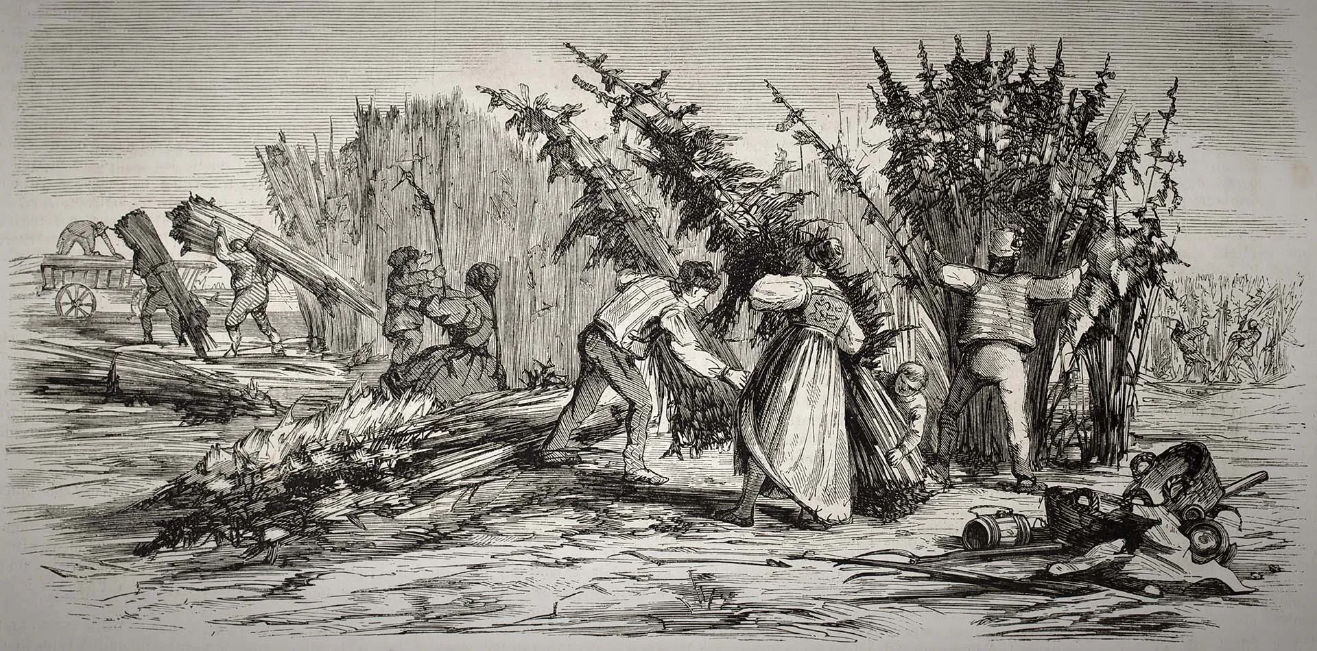 Vintage engraving of farm workers harvesting and bundling tall hemp stalks in a field