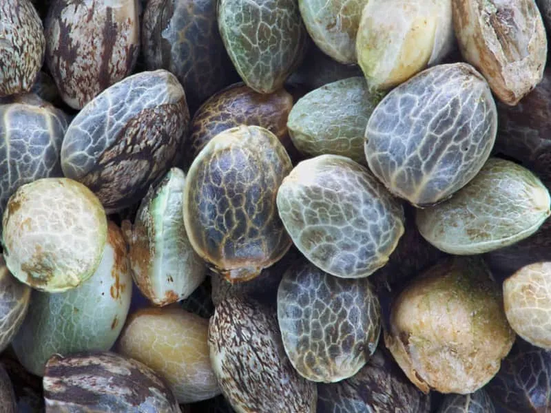 Close-up of a pile of hemp seeds, the source of hemp seed oil for biodiesel