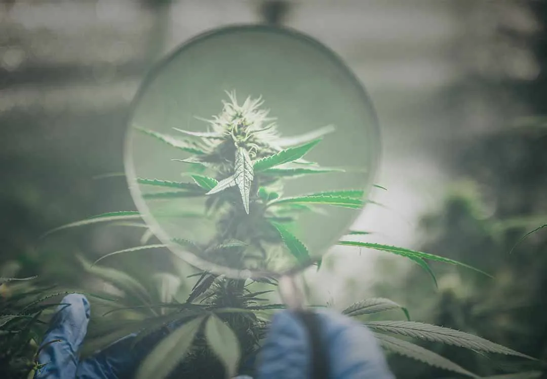 Gloved hand holding a magnifying glass up to a flowering cannabis plant in a grow room