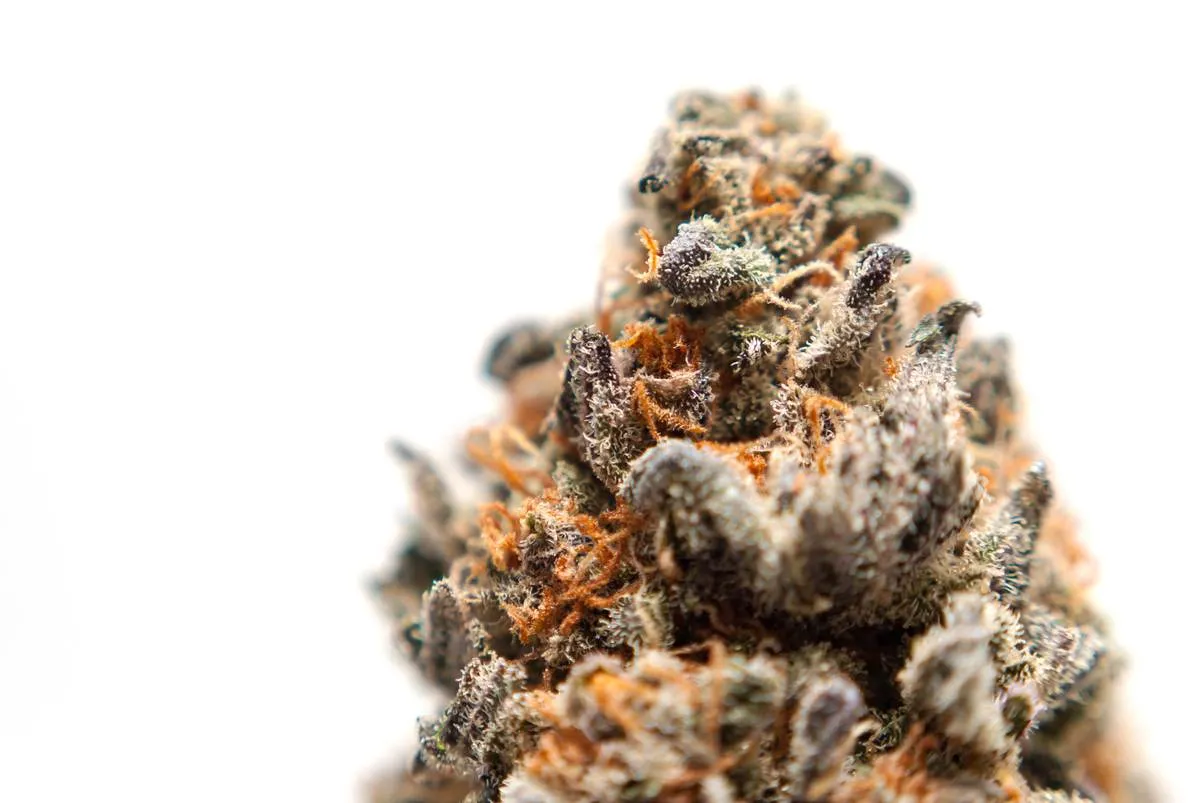 Close-up of a frosty, orange-haired cannabis flower bud.