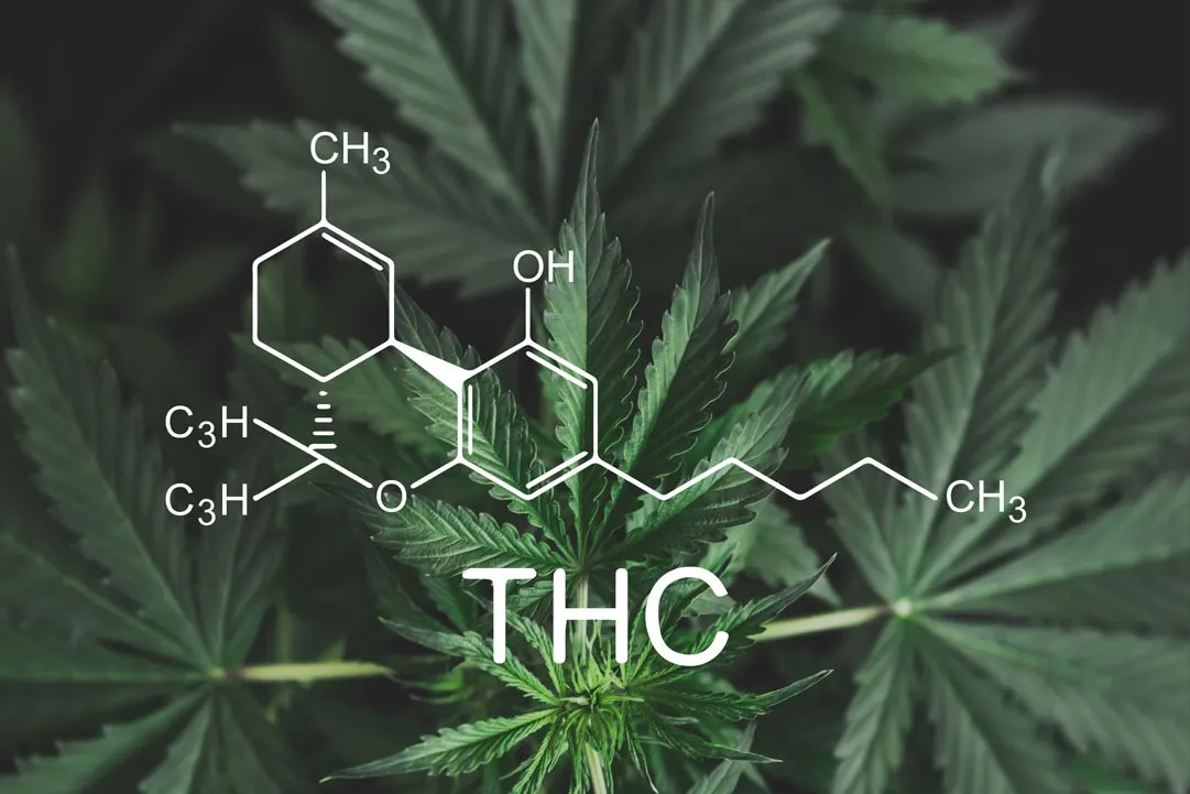 THC molecule structure drawn over green cannabis leaves