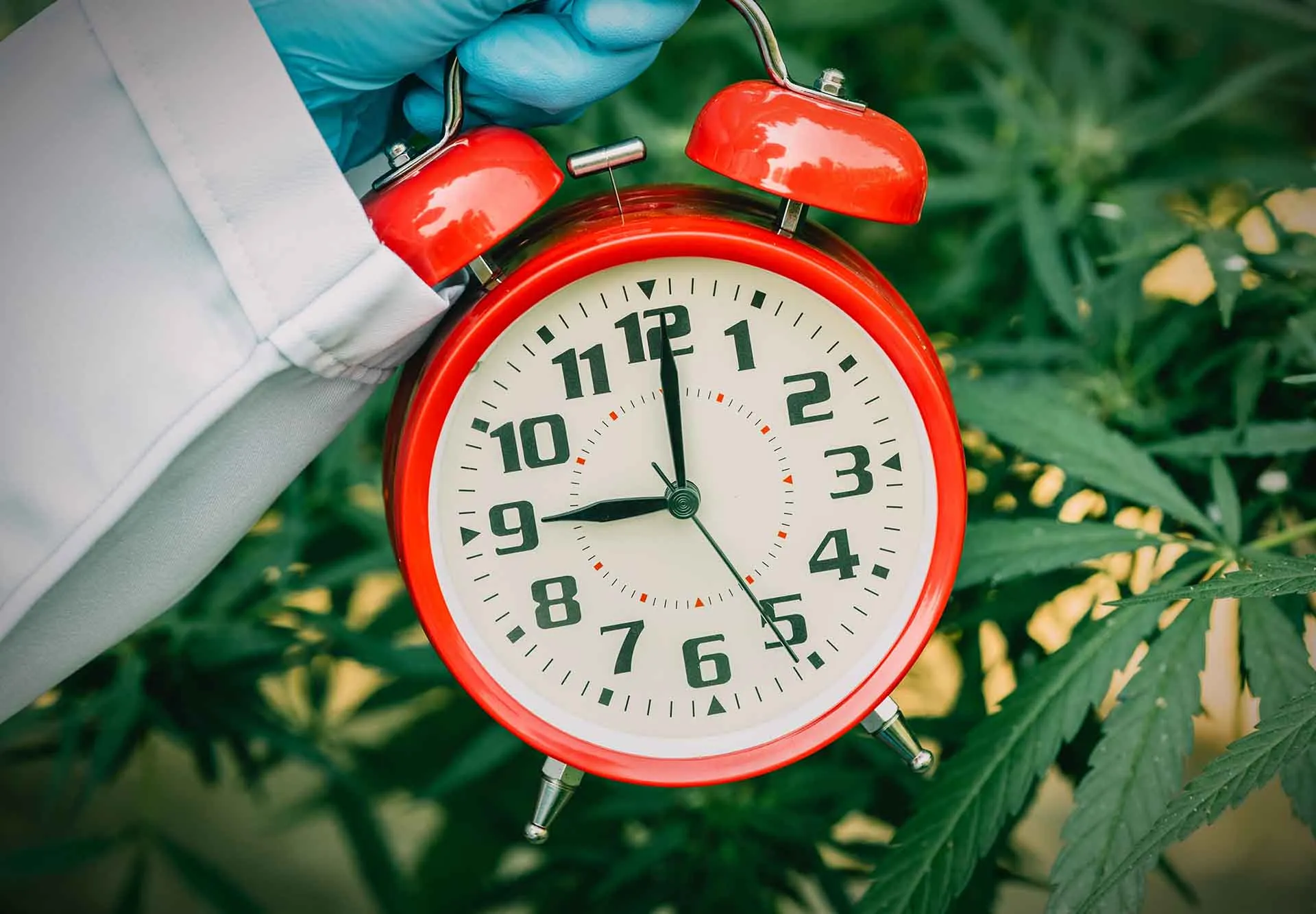Gloved hand in a lab coat holding a red alarm clock in front of a cannabis plant