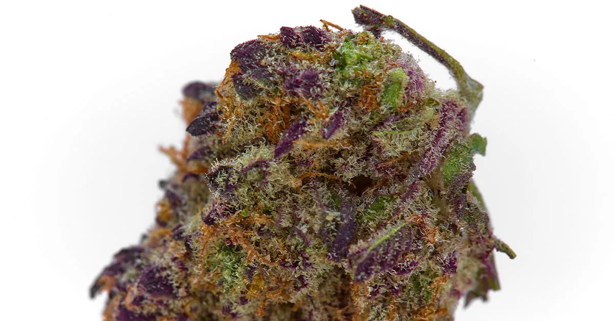 Close-up of a frosty purple and green cannabis bud covered in trichomes on a white background