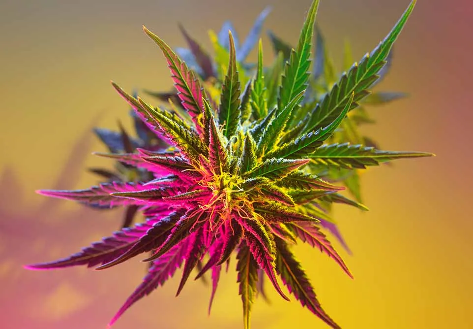 Top of a cannabis plant with pink, purple and green leaves against a warm gradient background