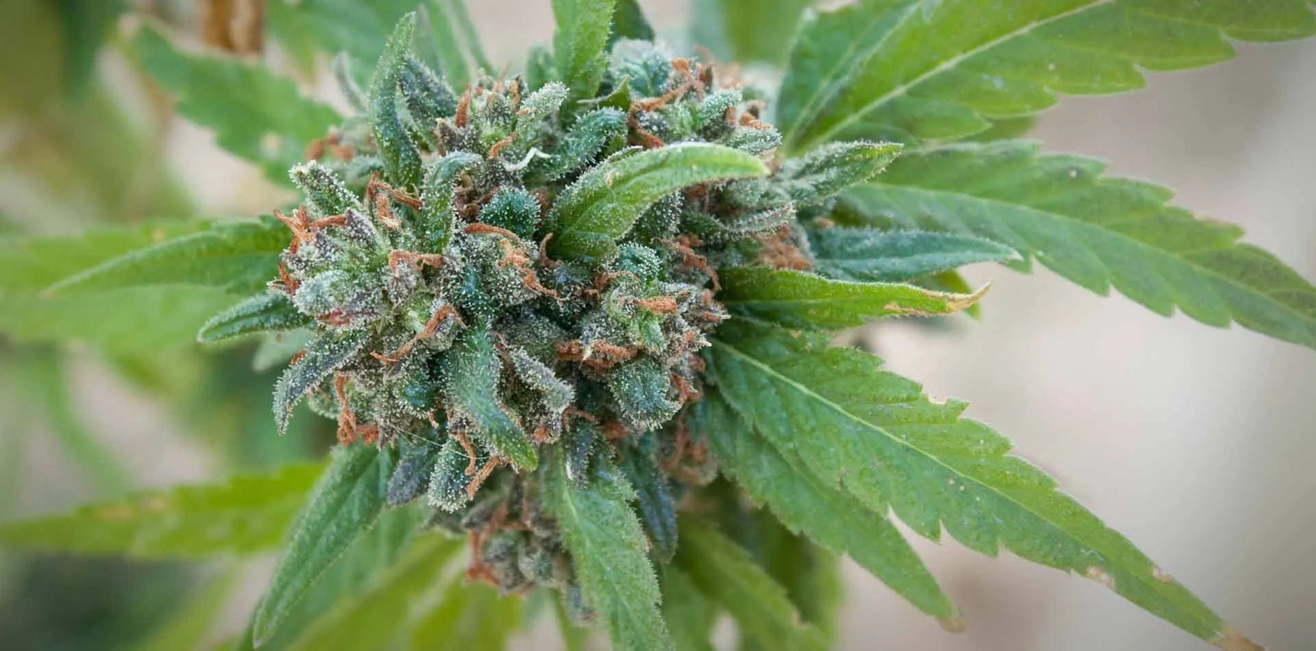 Close-up of a dense, frosty cannabis bud with orange pistils on a hybrid plant