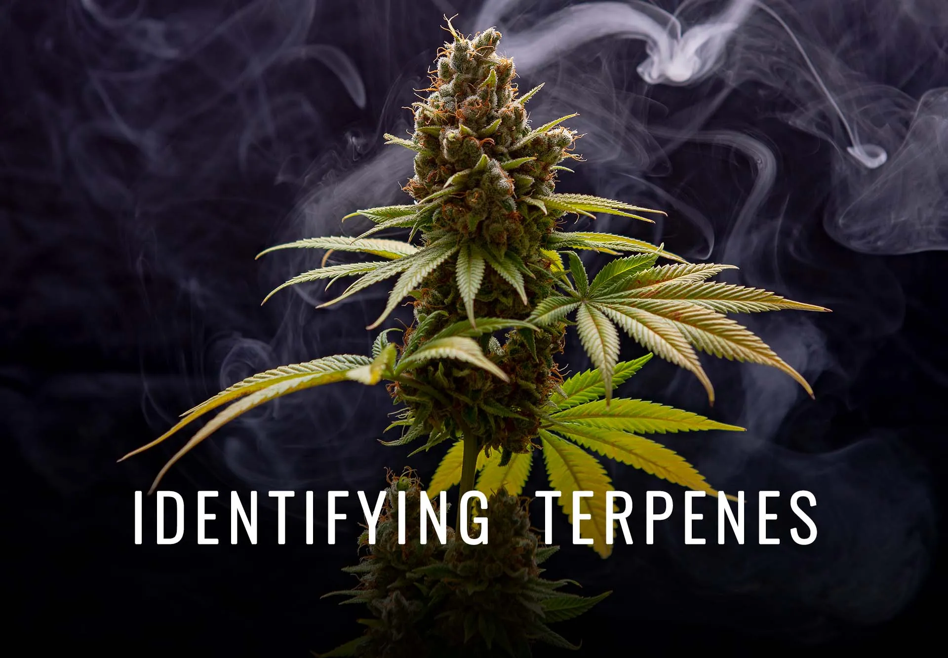 Flowering cannabis plant against a dark smoky background with the words Identifying Terpenes