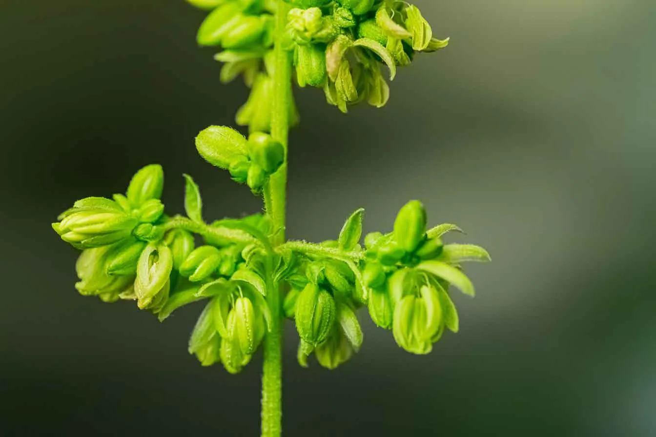 Close-up of male cannabis flowers with pollen sacs on a green stem
