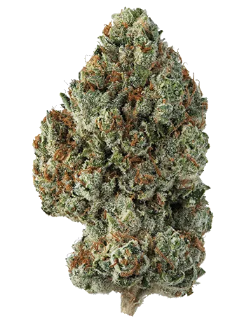 Khalifa Kush cannabis bud
