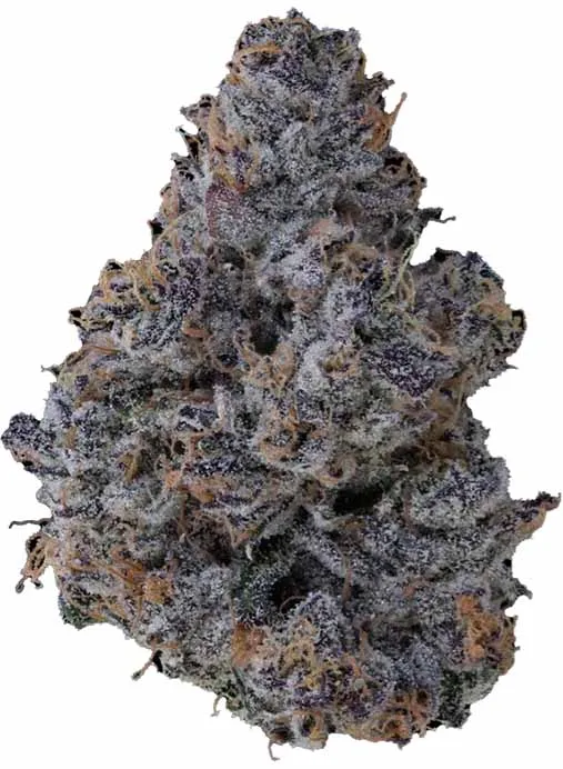 Klutch Ice Cream Cake cannabis bud with purple hues