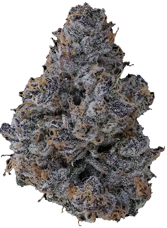 Klutch Ice Cream Cake cannabis flower bud with purple and green hues and frosty trichomes