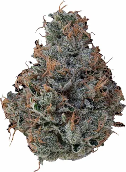 Klutch Orange 43 cannabis bud with orange pistils