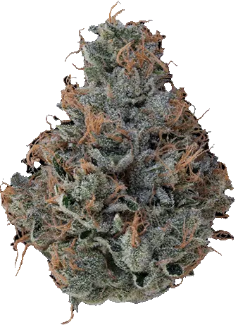 Klutch cannabis flower bud covered in orange pistils and frosty trichomes