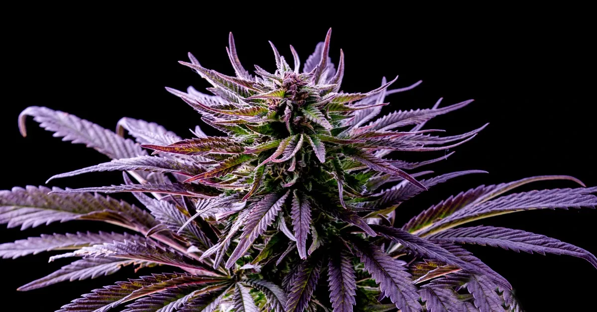 Flowering Kush cannabis plant with purple-tinged leaves and frosty buds against a black background
