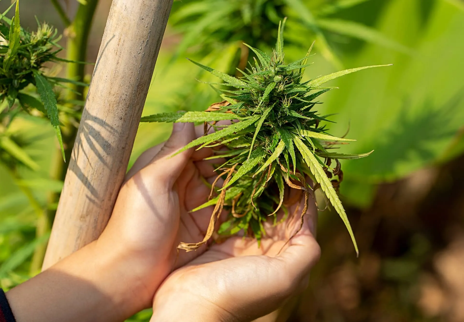 Hands holding a flowering cannabis bud on an outdoor plant