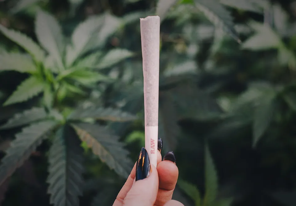 Hand with black-painted nails holding up a rolled joint in front of cannabis plants
