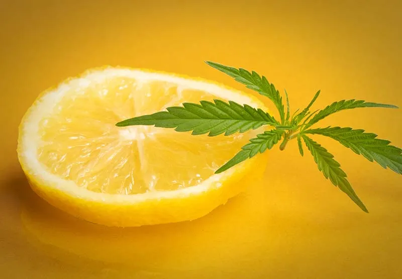 Sliced lemon half with a green cannabis leaf on a bright yellow background, representing the citrusy limonene terpene