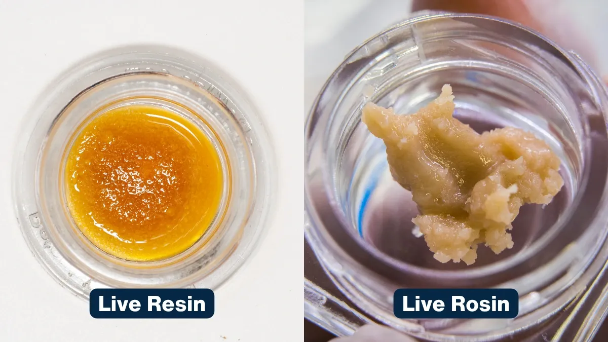 Live resin and live rosin concentrates side by side in glass jars, amber resin on the left and creamy rosin on the right
