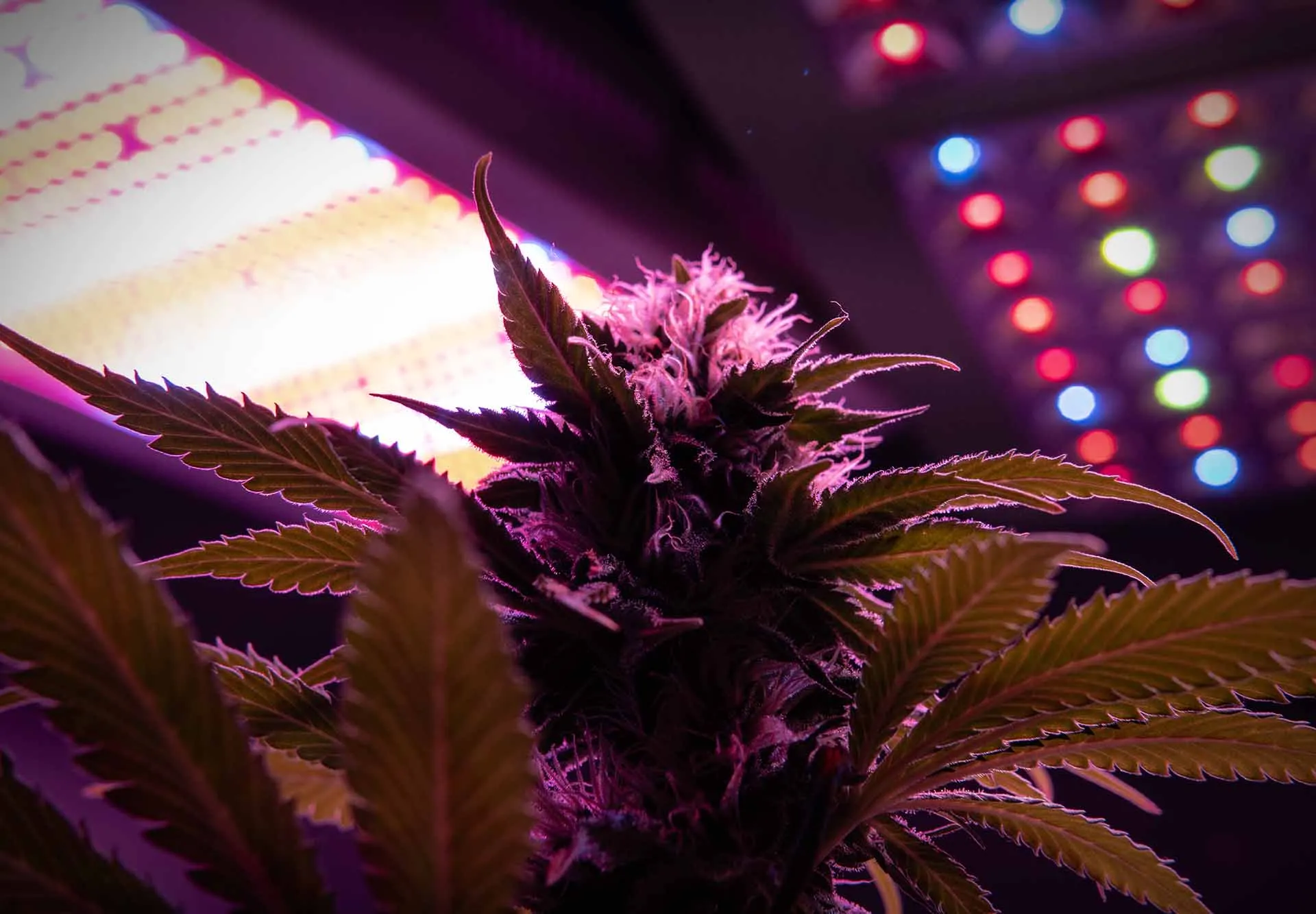 Flowering cannabis plant glowing under purple LED grow lights in an indoor grow room