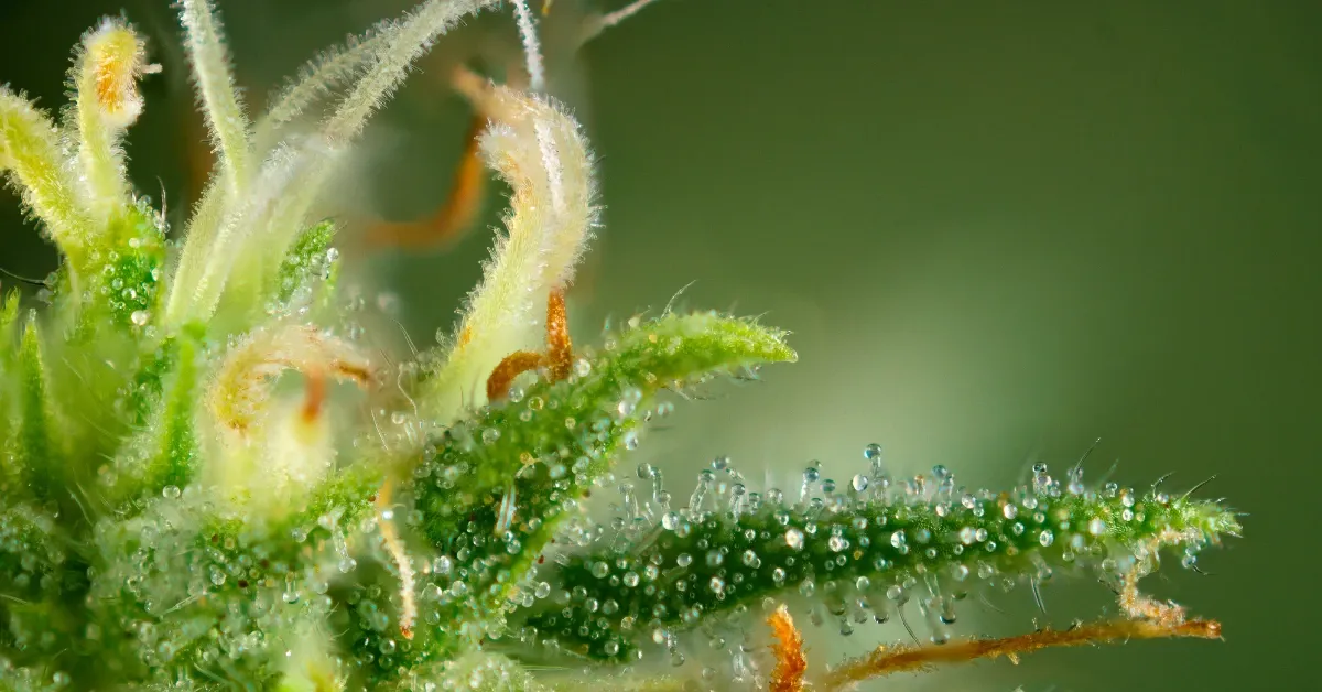 Macro close-up of cannabis trichomes, tiny resin glands glistening on a bud with orange pistils