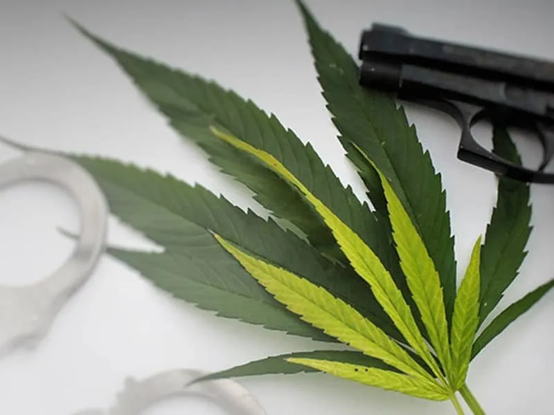 Cannabis leaf lying between a handgun and handcuffs, representing Maryland gun laws for medical cannabis patients