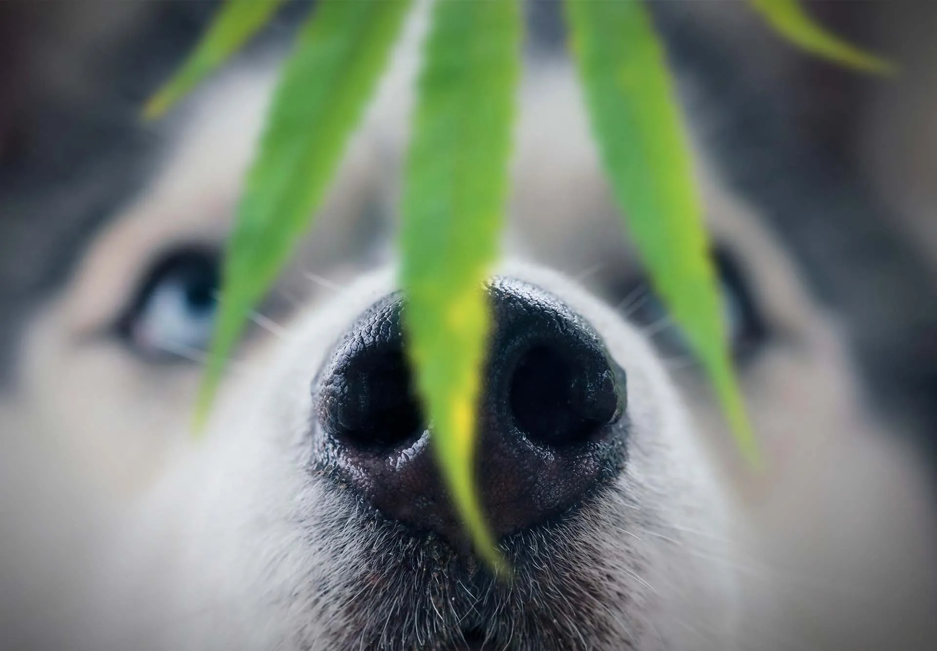 Close-up of a dog's nose sniffing a cannabis leaf