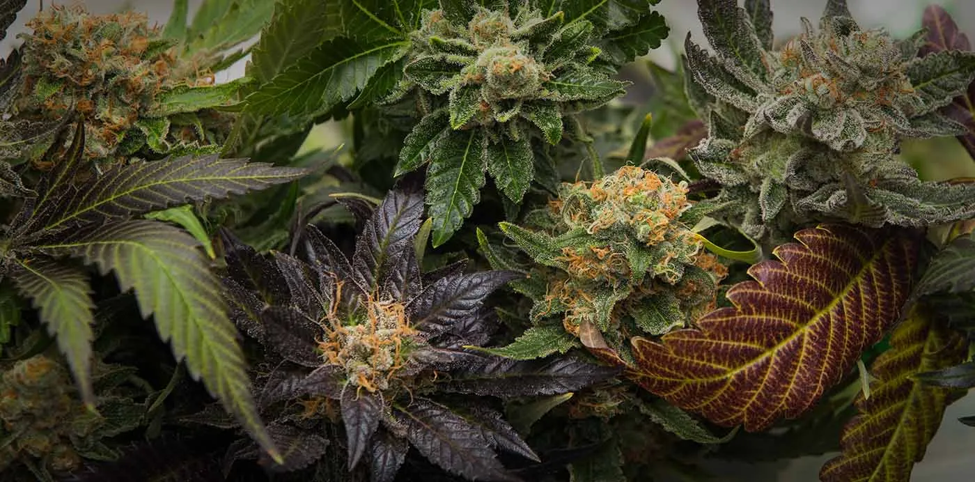 Flowering cannabis plants of several different strains growing together
