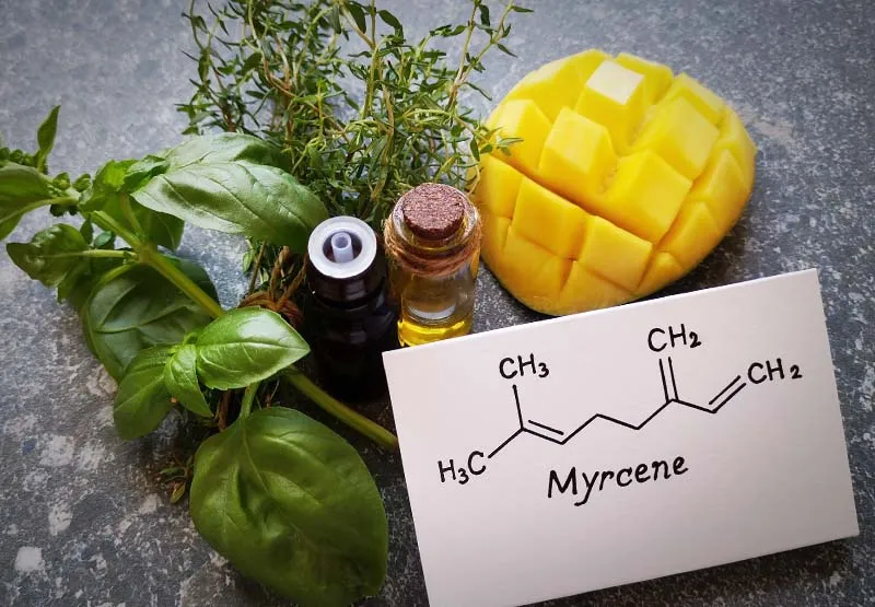 Card showing the myrcene chemical structure beside a cubed mango, fresh basil, thyme and small essential oil bottles