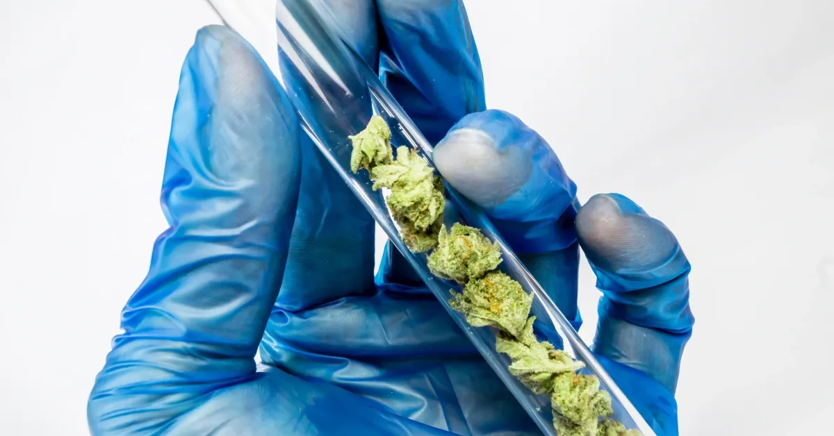 Gloved hand holding a test tube of cannabis flower for mold and yeast lab testing